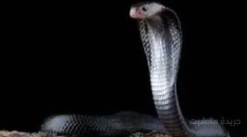 حل غير متوقع بول الثعابين والزواحف قد يُنهي معاناة الملايين من حصوات الكلى والنقرس، دراسة تُوضح لأول مرة 1